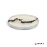 6.74 ct Black Dendritic Agate - iGemz24575 gemstone for sale at igemz.co.za