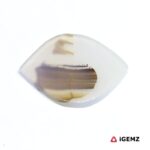 11.71 ct Brown Dendritic Agate - iGemz24611 gemstone for sale at igemz.co.za